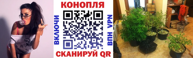 купить наркотики сайты Курск Шишки марихуана марихуана